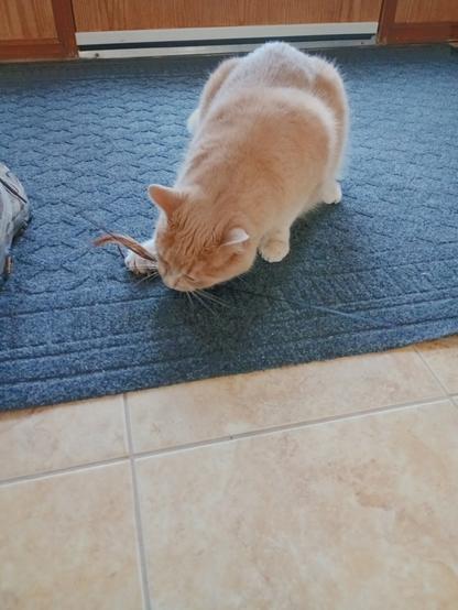 Beige tabby on a blue carpet with a toy bird (dangling from a flexible wand) in his mouth.