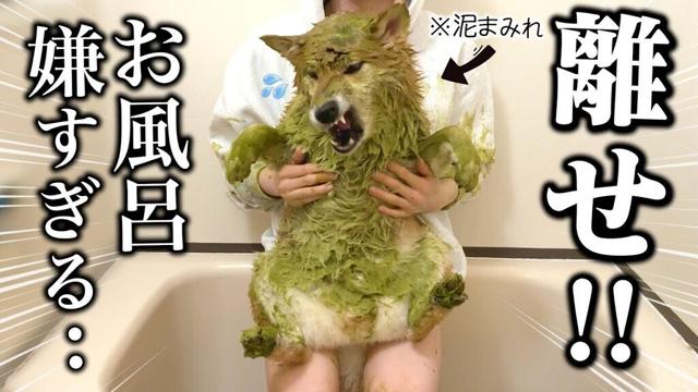【もう逃がさない。】8ヶ月ぶりのお風呂に誘ったら..？逃亡して風呂キャンセル界隈になる柴犬がこちらです….※ストーカー被害進展あり※