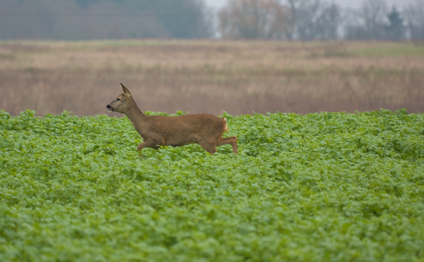 Une chevrette (chevreuil femelle) dans une jachère.

A female roe deer in a wasteland
