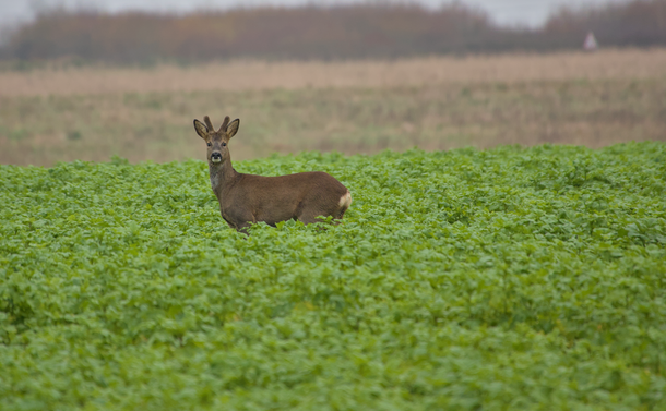 Un brocard (chevreuil mâle) dans une jachère

A male roe deer in a wasteland