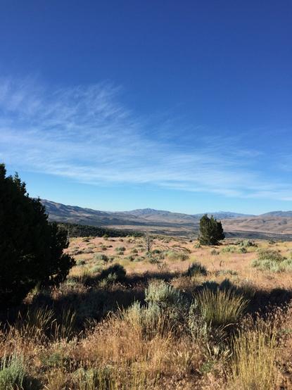 Blue skies, light clouds with a foreground of grasses, a few shrubs and scattered juniper, post-fire.