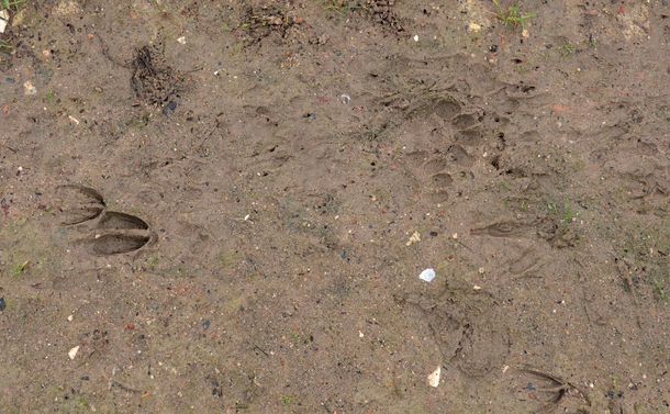 Les empreintes de pas d'un chevreuils (double sabots un peu allongés) à côté de traces d'un blaireau et d'une trace un peu effacé de patte arrière de ragondin (assez longues avec des doigts griffues)