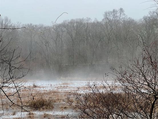 The still icy pond with the mist rising from the surface, surrounded by woods, also in a fog, somber light gray sky above, some bare branches of shrubs in the foreground.