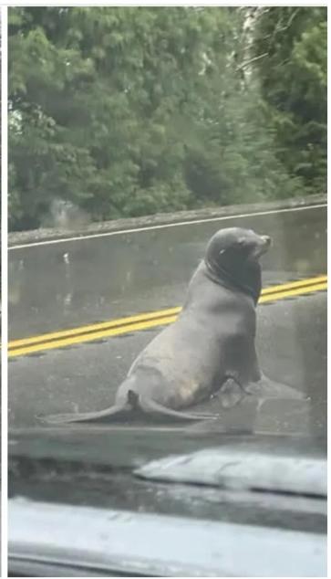 A sea lion looking somewhat lost sitting in the middle of a highway with a bright yellow double yellow line.