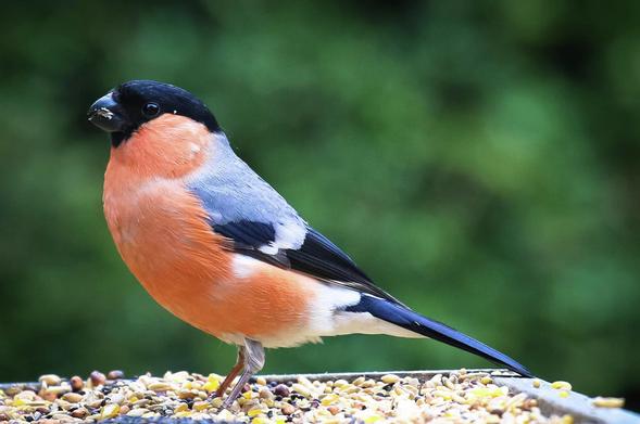 A male Bullfinch on a feeding tray having his breakfast dispaying his beautiful colours. Black, grey, white and salmon