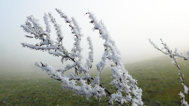 Eine mit Rauhreif bedeckte Pflanze vor Wiese und Nebel.