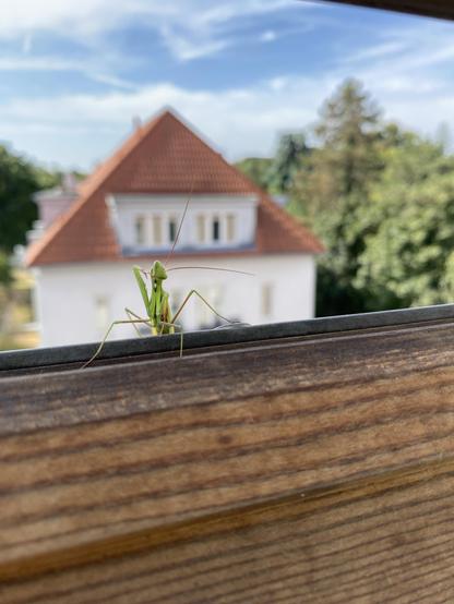 A mantis on a wooden window frame. Behind the mantis there‘s a white house with a red pointed roof. Around the house there are green trees. The sky is blue with some white clouds.