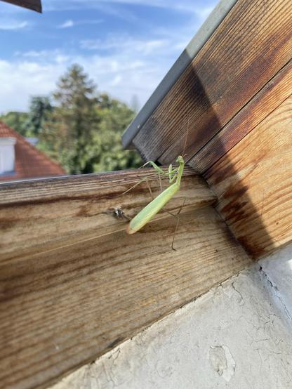 A mantis on a wooden window frame. Behind the mantis (to the left) there‘s a white house with a red pointed roof. Left of the house there are green trees. The sky is blue with some white clouds.