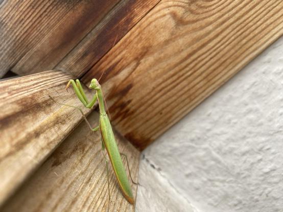 A mantis on a wooden window frame. 
On the bottom right there‘s white wallpaper.