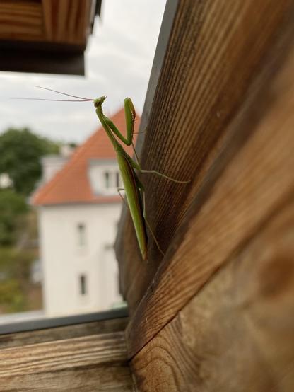 A mantis on a wooden window frame. Behind the mantis there‘s a white house with a red pointed roof. Around the house there are green trees and bushes. The sky gray.