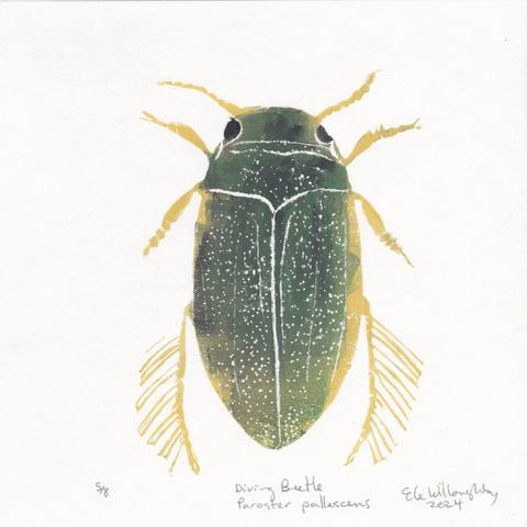 My linocut print “Diving Beetle Paroster pallescens” shows the beetle viewed from above on an 8” x 8” white Japanese washi paper. It’s an oblong beetle with pale yellow limbs and antennae, black eyes, and a muddy green elytra. The most striking feature is the long hairs radiating out from the back legs like extravagant eyelashes.