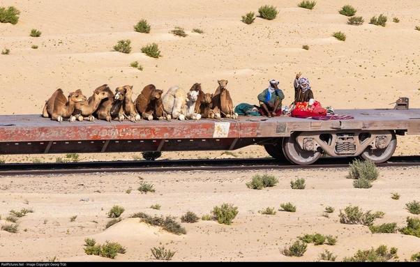 A flatbed railcar traveling through a sandy desert landscape carries a group of camels lying down alongside two people sitting with their belongings. The scene highlights the unique use of rail transport in Mauritania, blending traditional and modern modes of mobility. Sparse desert vegetation is visible in the background.