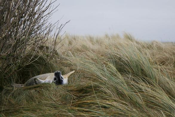 Young grey seal, a few weeks old, lies a few meters from the beach behind an overgrown dune and is in good spirits.
