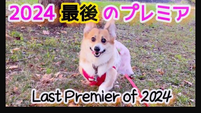 2024最後のプレミア♡ #コーギー