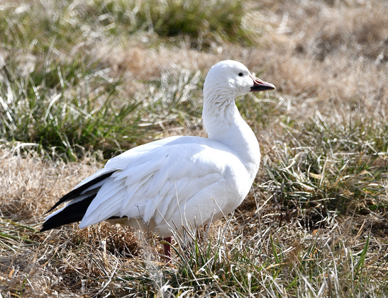 An adult Snow Goose (all white, black wingtips, pink bill and legs) standing in a field of winter grass.