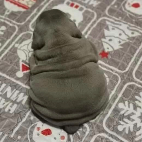 Shot from behind of chonky gray puppy sitting down.