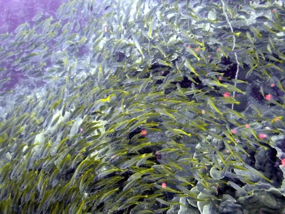 Underwater photo of a large school of yellow fish swimming together above a coral reef, with faint purple water in the background. The fish have slender bodies and vibrant yellow coloration.