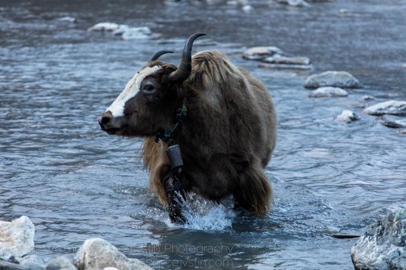 Dzo fording a river in Nepal.