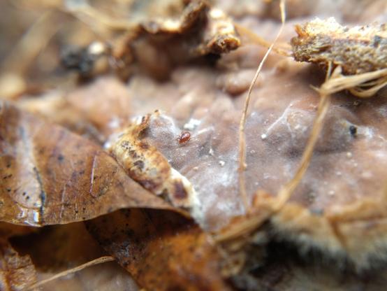 A small teardrop-shaped red-brown mite with thick, claw-like second legs and long thin antenna-like first legs crosses a velvety mat of fungus towards a wet dead leaf.