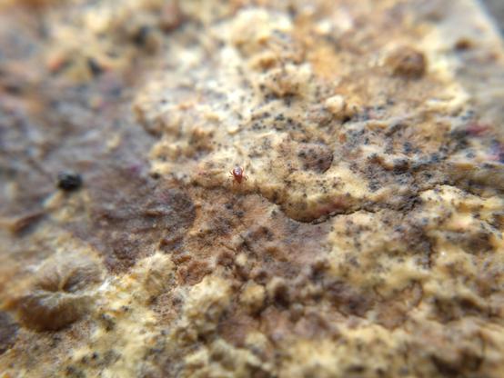 A similar-looking mite (you can see the differences in the legs better from this angle) on a broad, cratered and rippled mat of fungus with variegated patches of beige, yellow-brown, and dark brown, with black specks all over. There are no other visible large lifeforms.