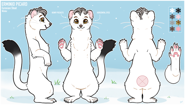 Reference sheet of Erminio Picard in his winter coat. A white furred stoat with hazel eyes and brown highlights in his white fur