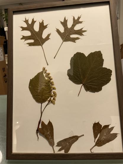 frame with leafs from 4 species. Two of them oaks, and two of them aders.