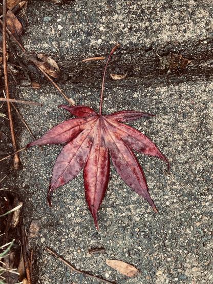 Maple leaf on a wet sidewalk in December.