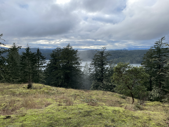 A view from a grassy hilltop on Turtleback Mountain on Orcas Island.  In the mid-ground, there is a stand of evergreen trees. Beyond the trees is the Salish Sea partially obscured by mist and fog, and distant forested hills under a cloudy sky.