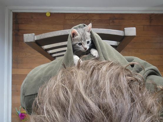 above shot of the top of my head and my back, sitting in a chair. i'm wearing a green hoodie, and a tabby kitten is peeking his head out of the hood, playing with my longish blond hair.