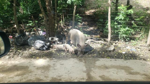 Sow with two piglets root through trash on the side of the road. Pigs are pink with black spots mostly towards the rear end.