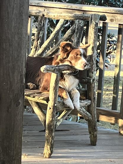 A brown and white dog is resting on a rustic wooden bench, with head resting on the armrest, enjoying a sunny day. The background features magnolia greenery