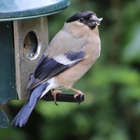 A female Bullfinch on a bird feeder. 
They show always up in pairs. Lovely