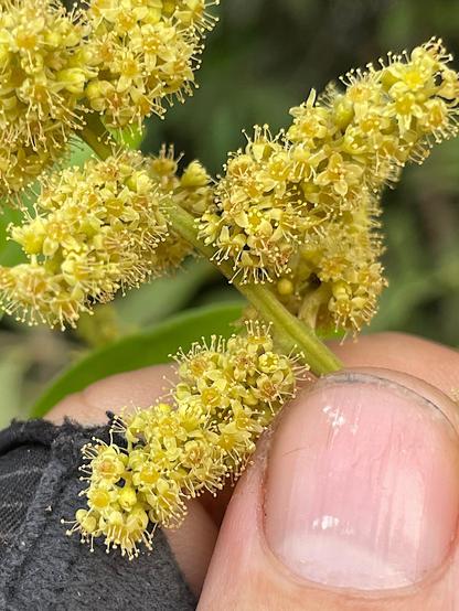Photo of the lower branches of a Tapirira guianensis inflorescence, densely packed with small yellowish-brown flowers with exserted stamens. To the lower right, parts of a thumb and a finger holding the inflorescence are visible