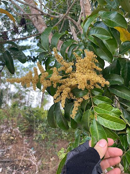 Photo of a twig of Tapirira guianensis showing the compound, alternate, imparipinnate leaves and the pyramid-shaped, branched inflorescences with tiny yellowish-brown flowers