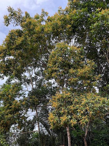 Photo of medium-sized, flowering Tapirira guianensis trees. The foliage is dark green, the flowers yellowish brown