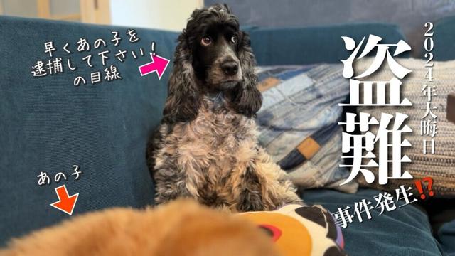 【家・デッキ偏#45】2024年大晦日の盗難事件！？　  イングリッシュコッカースパニエル「みみ」 の気持ち