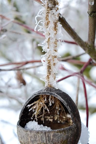 A closeup of a frozen coconut.