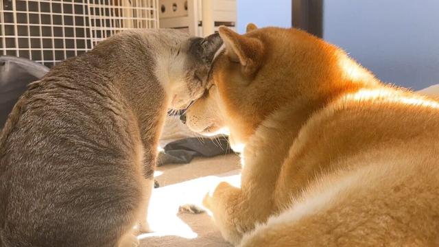 柴犬ママが天国に旅立って3か月がたちました。