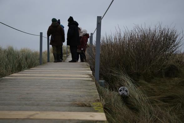 A wooden path over the overgrown dunes of the north beach. A group of people search for young gray seals. A pup is having great fun hiding.