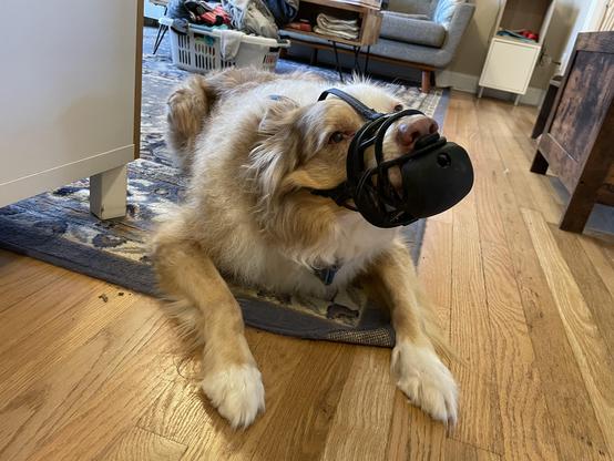 red merle aussie shepherd with muzzle on. it has a silicone bump in the front which he is licking from.