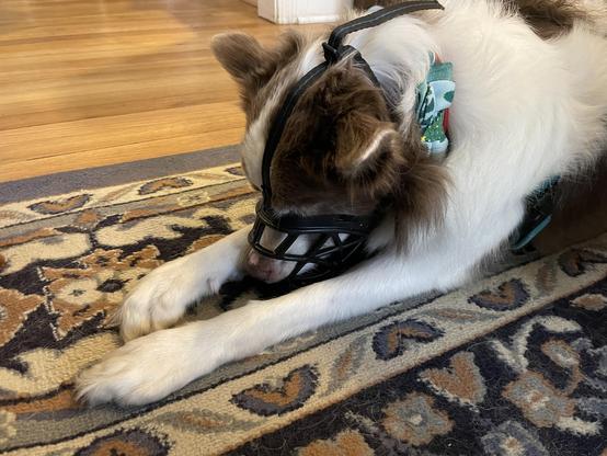 brown and white border collie wearing the same muzzle.
