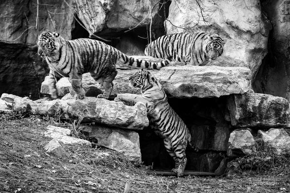 13-month-old Amur Tiger triplets play on a rock formation in their outdoor exhibit.
