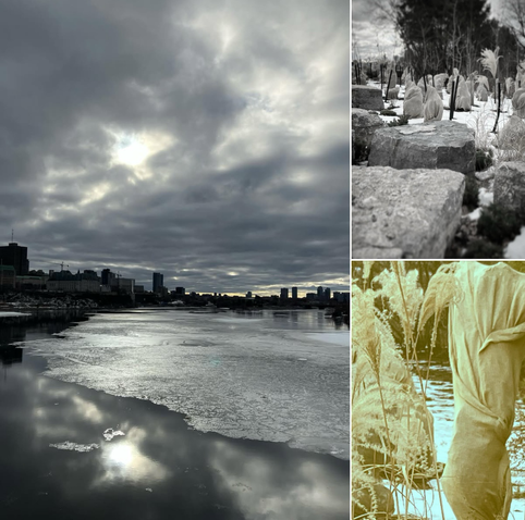 A collage with the larger image showing a cloudy sky over a semi frozen river with the ottawa parliament skyline mid frame; upper right image is a desaturated photo of rocks in the foreground and trees wrapped in burlap and dried plants; bottom right is a sepia toned close up of a burlap wrapped tree and dried floral branches