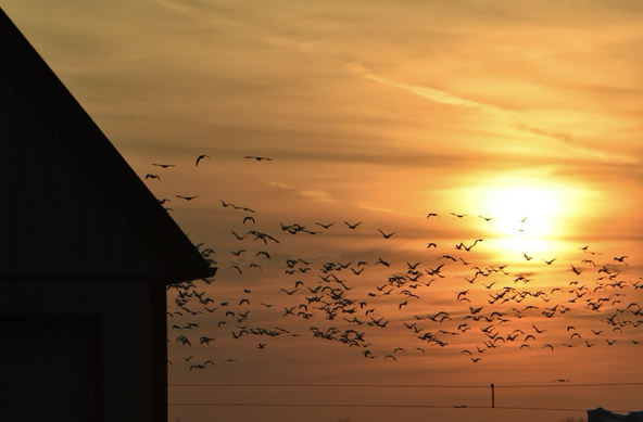 A multitude of snow geese are silhouetted in the amber light of the setting sun. The silhouette of the end of a barn is visible on the left of the photo.
