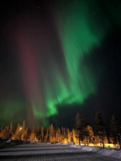 Aurora over trees