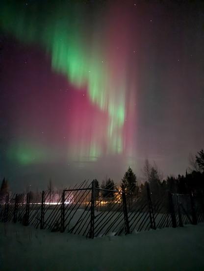 Aurora over the reindeer fence