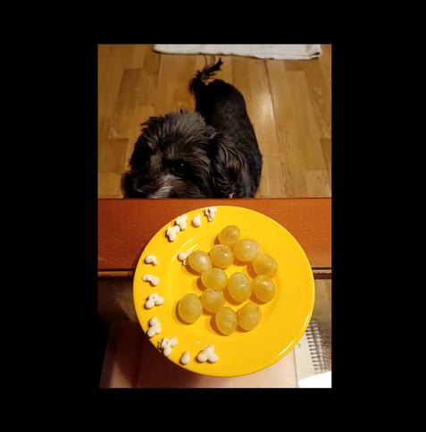 Perra pequeña negra olisqueando un plato amarillo con 12 uvas y 12 cachitos de chuches perrunas preparadas para las campandas