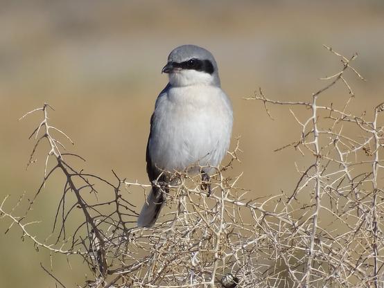 A small white and grey bird with a black eye mask extending back from a sharp beak perches on the winter bare branches of a pokey bush. It's tiny black feet gripping the thin twigs while its long tail hangs low behind it to provide balance. The black eye gleams in the sunlight, a small white dot seemingly the only thing to separate the eye from the surrounding black mask feathers.