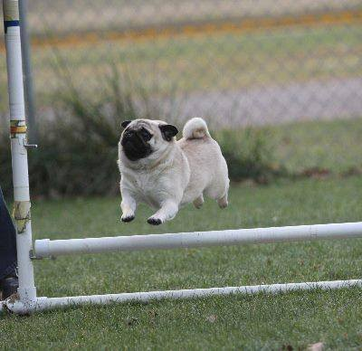 a small pug jumping over a very low hurdle