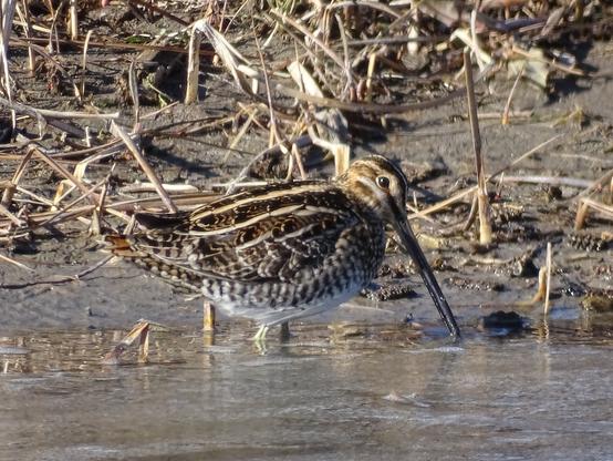 A small brown bird with like tan stripes along its back and a white underbelly stands in the water along the edge of a muddy bank with broken tan reeds in the background. In the center of the side of its striped head, a dark black eye, with a tan eye ring, looks down over a very long partially open beak, with a coating a water that glistens in the sunlight. This view is of its right side as it was walking parallel to me where I had parked.